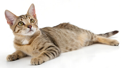 Fototapeta premium Kitty. 