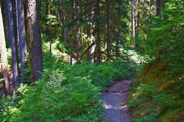 Obraz premium Sol Duc Falls hiking trail Soleduck waterfall view in summer 2024 Olympic National Park, Washington, United States