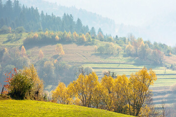 landscape with trees on the hill in autumn. outdoor adventure. mountainous countryside in fall...