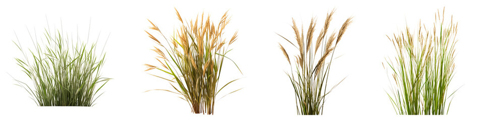 Vibrant switchgrass crop isolated on transparent background, PNG, Set of