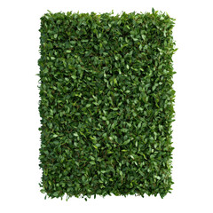 Naklejka premium Lush green foliage on white isolate background