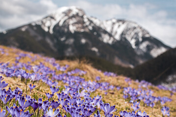 Dolina Chocholowska with blossoming purple crocuses or saffron flowers,Tatra mountains, Poland. © Roxana