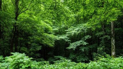 Lush green forest, summer foliage, sunlight dappling, tranquil nature scene, background for eco-content