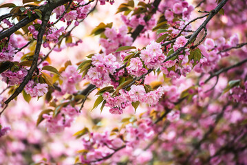 Sakura flowers blooming, spring seasonal Easter background