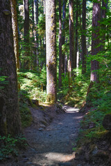 Obraz premium Sol Duc Falls hiking trail Soleduck waterfall view in summer 2024 Olympic National Park, Washington, United States
