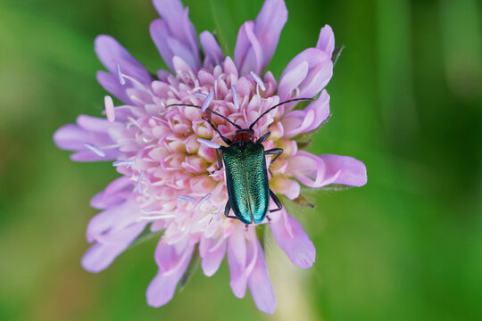 Blauschwarzer Kugelhalsbock auf der Bl&uuml;te einer  Acker-Witwenblume