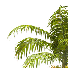 Fototapeta premium palm Tree Leaves isolated on transparent background. big old palm tree with green leaves on transparent background. Dictyosperma. Isolated palm tree on white background. cutout palm tree leaves PNG.