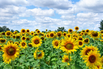 Yellow flowers sunflowers on field on background blue sky with white clouds