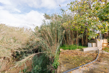 Dense vegetation with tall reeds, a tree with yellowing leaves, a concrete surface, and a hose under a partly cloudy sky in a rural area.