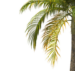 palm Tree Leaves isolated on transparent background. big old palm tree with green leaves on transparent background. Dictyosperma. Isolated palm tree on white background. cutout palm tree leaves PNG.