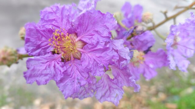 Beautiful Close Up Lagerstroemia Speciosa Flower