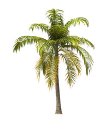 Obraz premium Single palm Tree isolated on transparent background. big old palm tree with green leaves on transparent background. PNG palm tree on white background. cutout palm tree leaves. Dictyosperma album. 