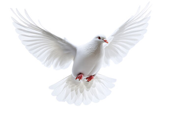 Fototapeta premium a white dove flying isolated on a transparent background