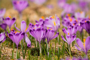 Spring crocus flowers, Easter background