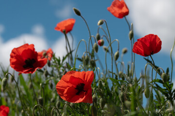 Close-up of red poppy flowers growing in a field in summer. Blue sky with clouds in the background.