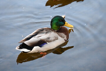 Obraz premium birds on the lake against the backdrop of autumn,