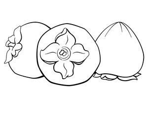 Persimmon, sweet autumn fruits - vector linear picture for coloring. Three persimmon fruits for logo, pictogram or coloring book. Outline	