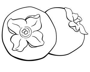 Persimmon, two sweet tart autumn fruits with cuttings - vector line art picture for coloring book, logo or pictogram. Outline. Persimmon for coloring book, icon or sign	