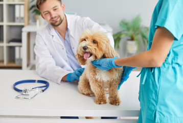 Careful smiling male veterinarian in lab coat examining maltipoo dog during medical checkup in...