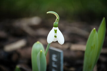 Snowdrop flower in spring