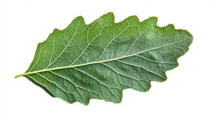 Intricate Leaf Detail: A Close-up Study of Nature's Design