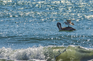 Seagull Rides a Pelican on the Ocean