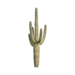 Cactus Desert Scene Isolated on Transparent Background