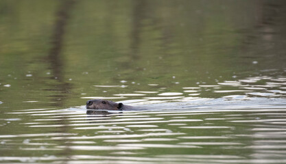 American Beaver