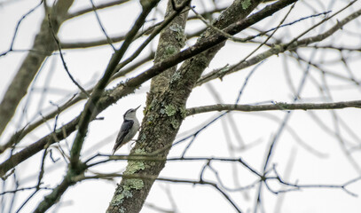 White Breasted Nuthatch