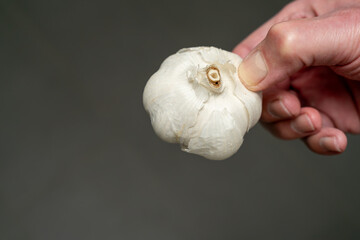 Hand is holding a garlic bulb over a dark background.