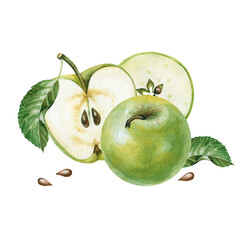 Watercolor apple composition. A whole green apple and an apple cut with seeds and a green leaf. Isolated fruits are isolated on a white background. Botanical illustration with apples.