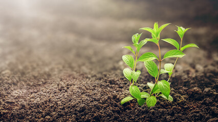 young seedling growing in the open ground. copy space