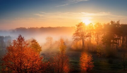 Obraz premium autumn forest in the morning mist sunrise