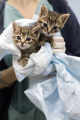 A veterinarian gently cradles two small kittens wrapped in a soft blue blanket providing care and comfort in the welcoming environment of a veterinary clinic The kittens look curiously at the camera. © Александр Лебедько
