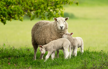Sheep and lambs,  A mother sheep and her two twin lambs in Springtime.  A tender moment between mum...