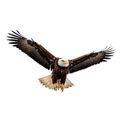 Fototapeta premium Flying Bald Eagle with Sharp Gaze and Open Wings