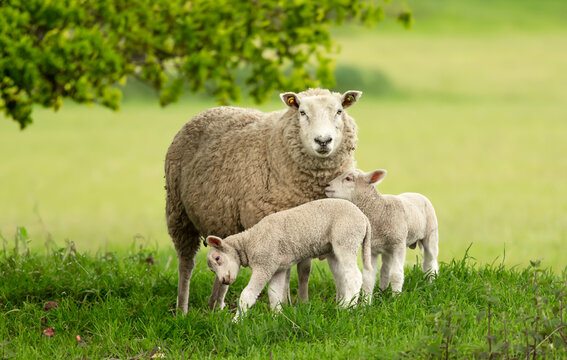 Sheep and lambs,  A mother sheep and her two twin lambs in Springtime.  A tender moment between mum and her babies in lush green field. East Yorkshire, England.  Landscape, horizontal. Space for copy.