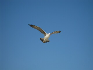 A young seagull photographed in flight up close with a long lens. Clear summer blue sky.