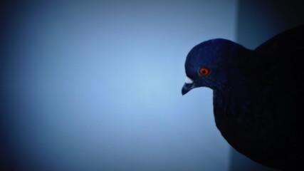 A young pigeon looks down. In focus, photographed from above.