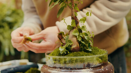 Close-up of moss and succulent in the glass terrarium. Craft gardening, greenery business concept