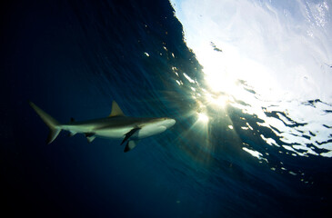 Caribbean Reef Shark juvenile with the head close to the surface