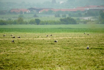 Obraz premium A flock of storks forage in a freshly mowed field along the main road.