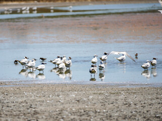 A flock of small seagulls have landed in a salt lake by the Black Sea. The birds are reflected in the water.