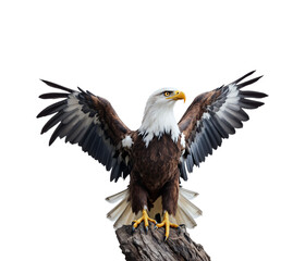 Fototapeta premium Majestic Bald Eagle with Wings Spread Perched on a Log, Isolated on Transparent and White Background