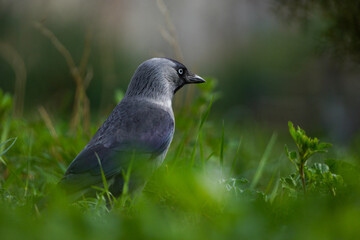 A beautiful crow walks in the park on the green grass. Close-up in focus.