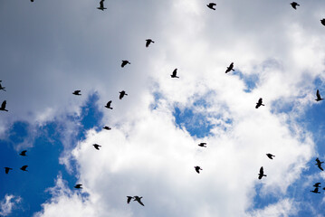 A flock of crows in a blue sky with white clouds flies over the city, shadowed by the ground.