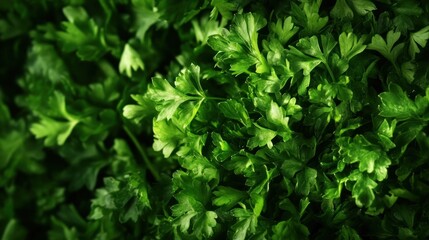 Obraz premium Fresh green parsley leaves arranged beautifully for culinary use.