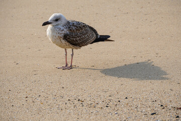A young seagull on the beach and its shadow.