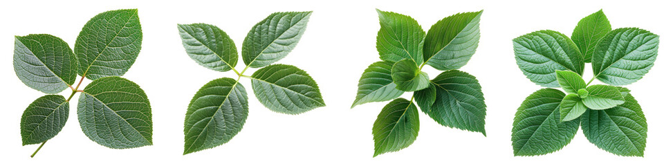 Blueberry kiwi leaves isolated on transparent background, PNG, Set of