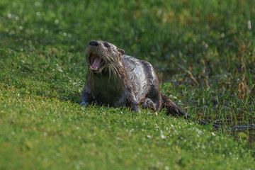 Otter coming out of the water